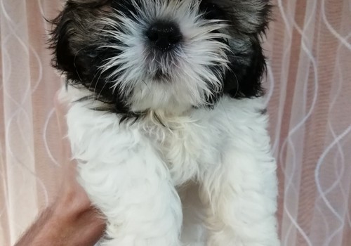 Идеальные чистокровные щенки Ши-Тцу.