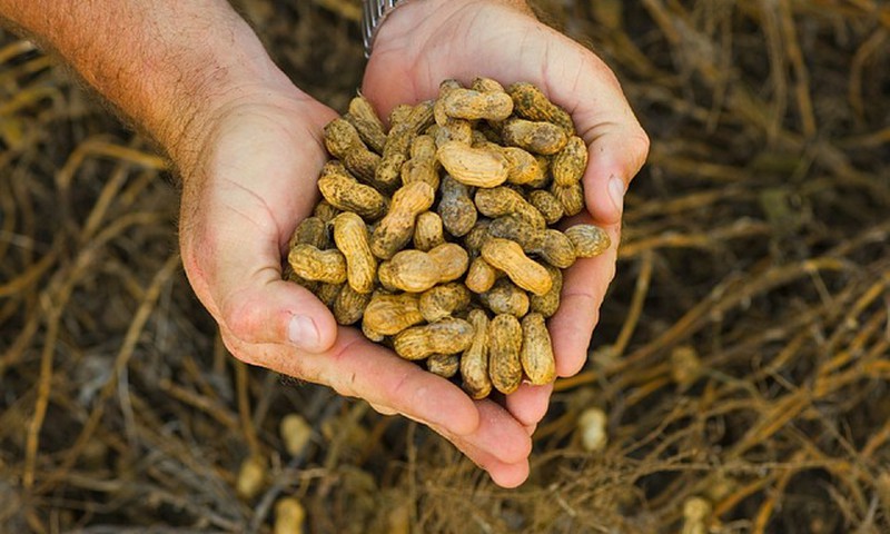 Varane kokkupuude maapähklitega vähendab allergiariski