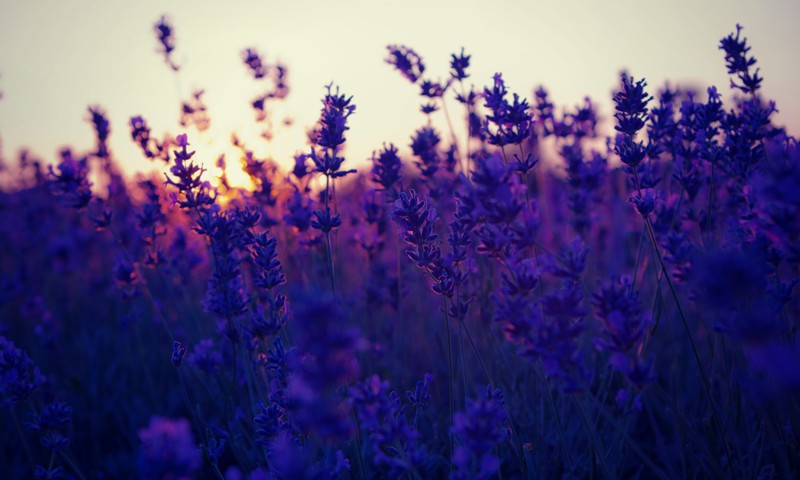 Kodune ilu: Piparmündi ja lavendliõitega näotoonik 