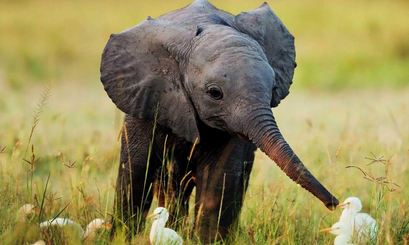 Isegi elevandipojad vajavad oma vanaema!