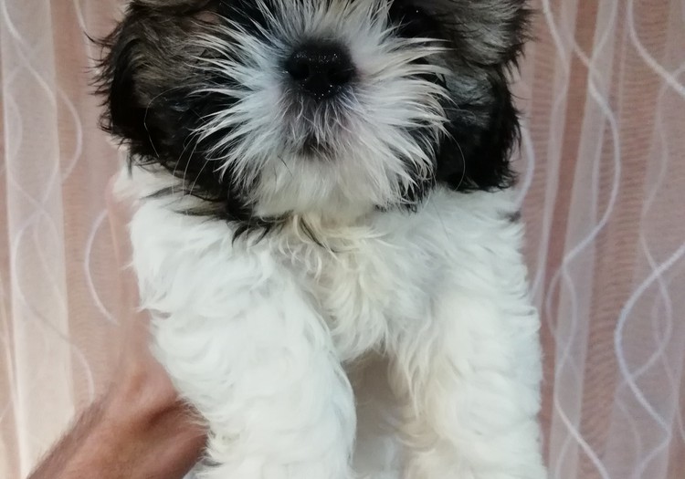 Идеальные чистокровные щенки Ши-Тцу.