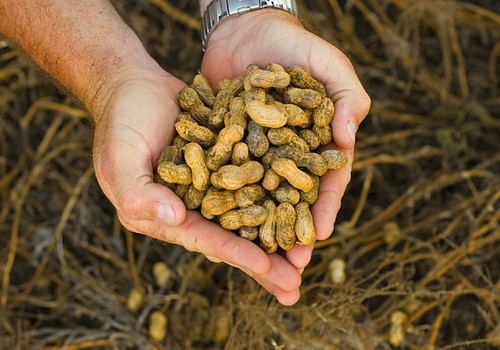 Varane kokkupuude maapähklitega vähendab allergiariski