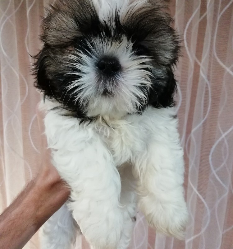 Идеальные чистокровные щенки Ши-Тцу.