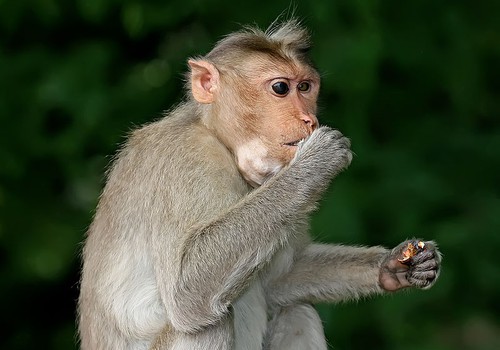 Südantmurdev pilt: ahviema hoiab süles oma surnud poega 
