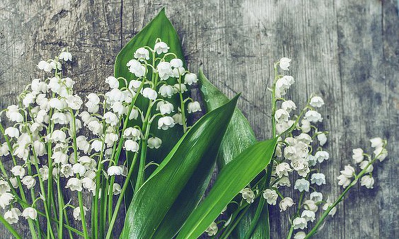 Terviseamet hoiatab: ettevaatust kevadiste taimede söömisel!