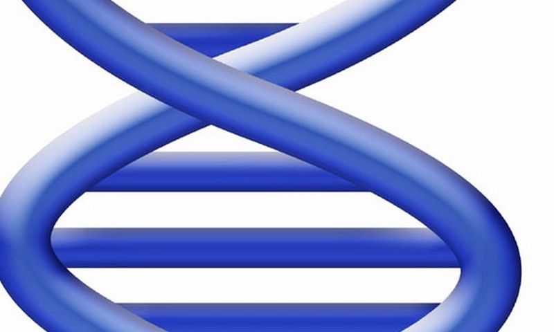 Vanemad otsustasid oma siiami kaksikud lahutamata jätta