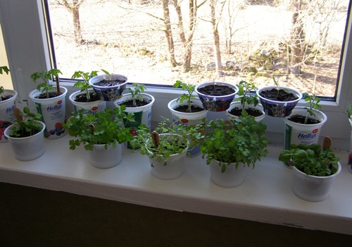 Rohelised aiasaadused aknalaual