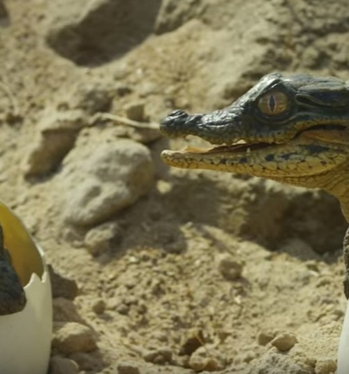 Vahva video: Krokodilliemme pistab pojad suhu