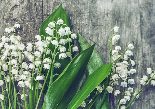 Terviseamet hoiatab: ettevaatust kevadiste taimede söömisel!